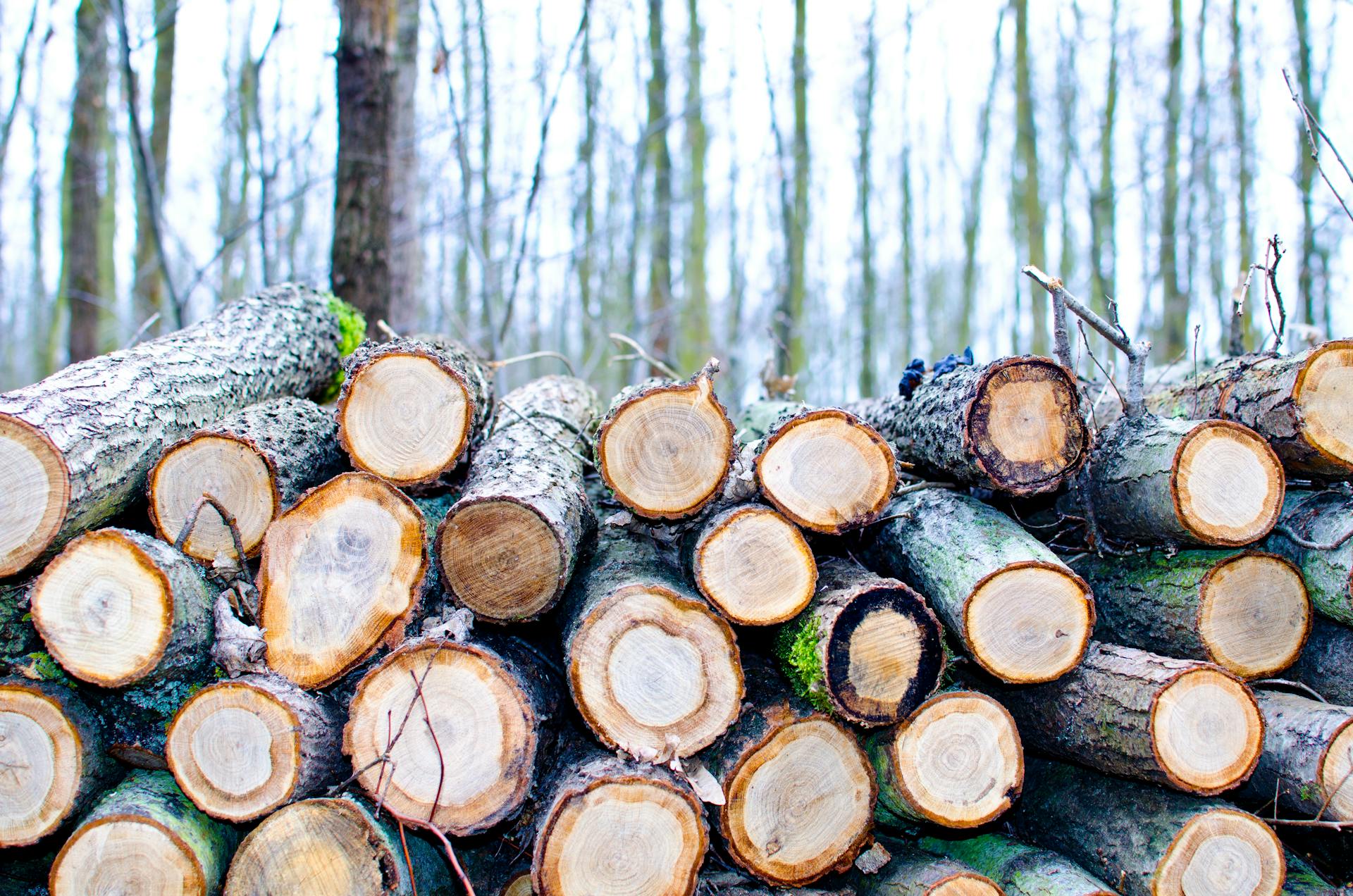 Hout kopen voor klussen: de juiste keuzes maken